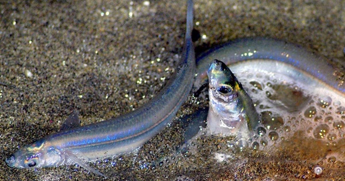 Graceful Grunion, a creature with the scientific name Leuresthes tenuis.