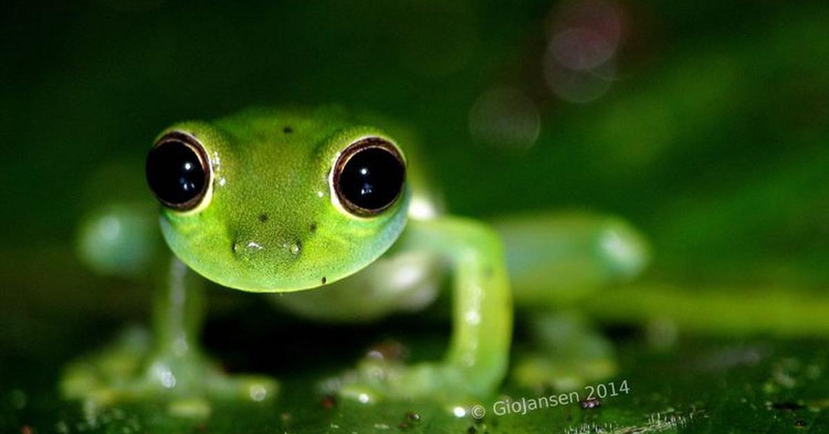 Iconic view of the Green Tree Frog, or Hylidae, in its habitat.