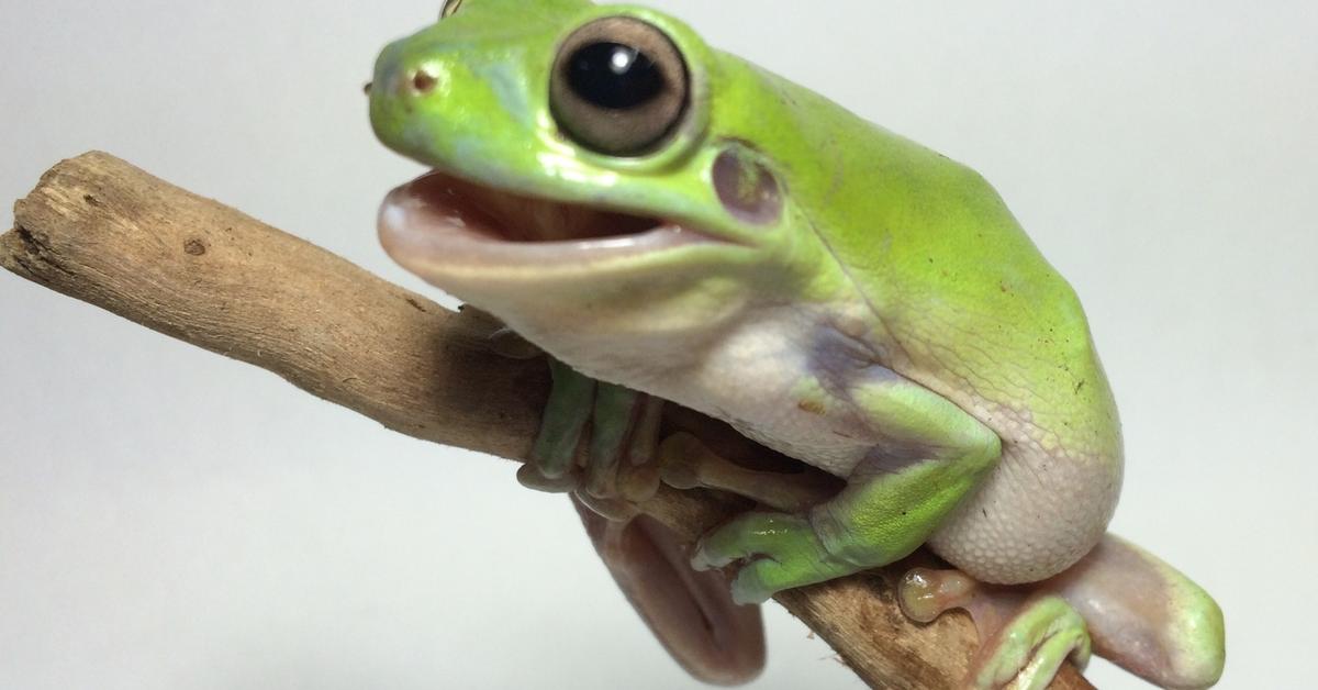 Enchanting Green Tree Frog, a species scientifically known as Hylidae.