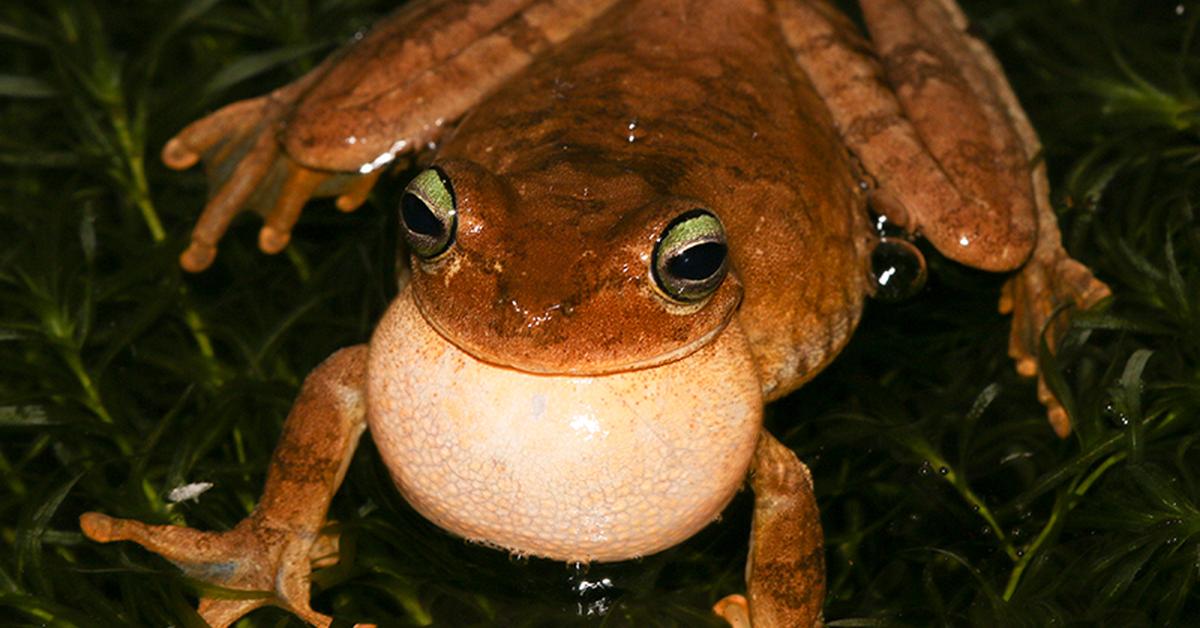 Charming view of the Green Tree Frog, in Indonesia referred to as Katak Pohon Hijau.