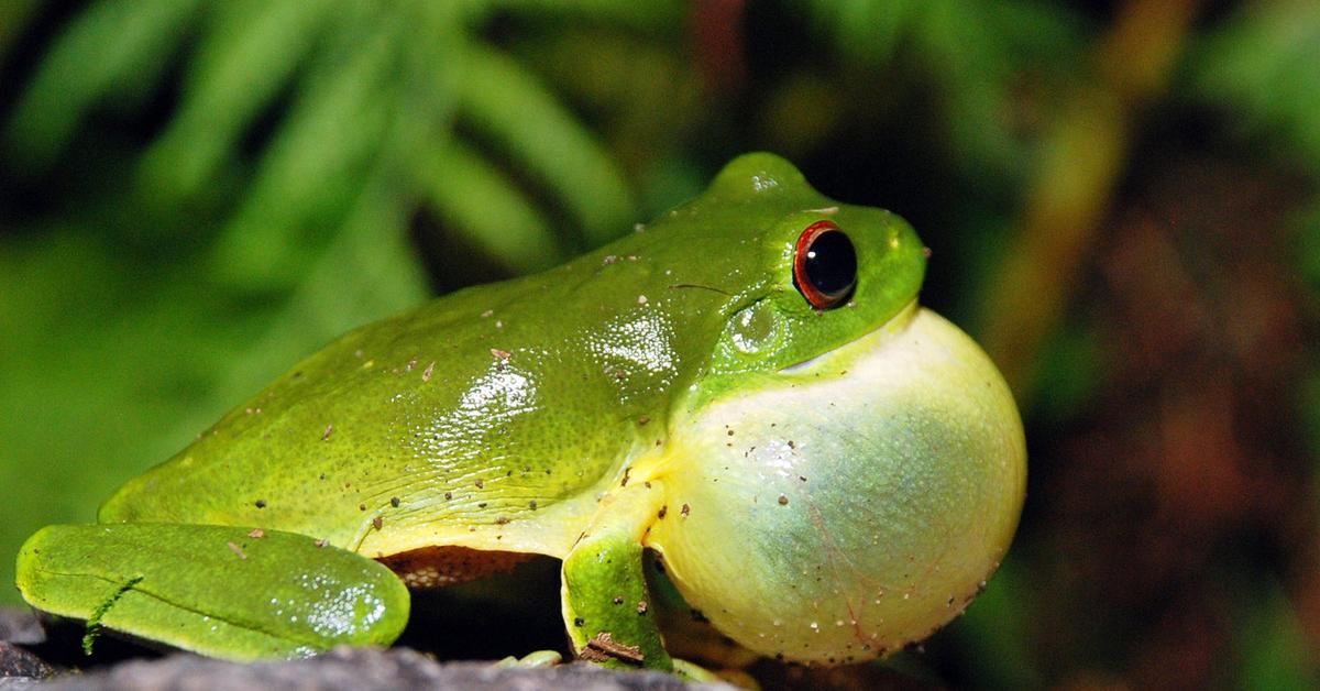 The Green Tree Frog, a species known as Hylidae, in its natural splendor.