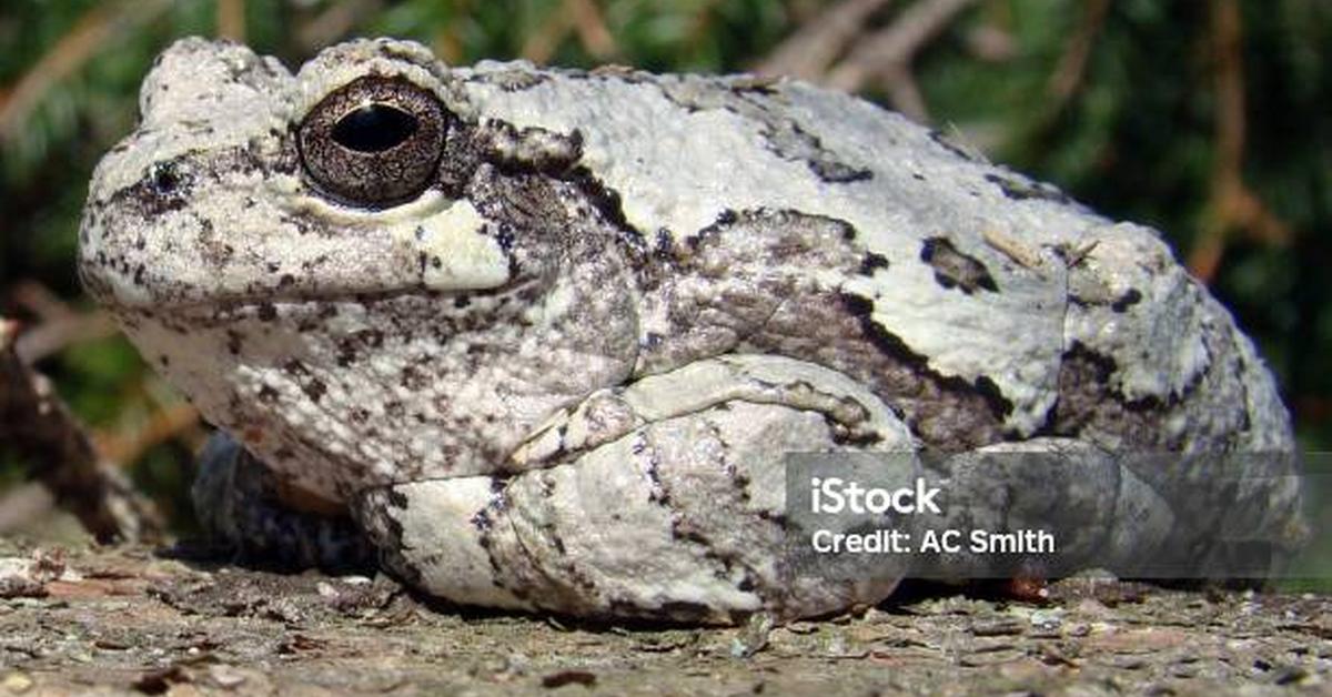 Splendid image of the Gray Tree Frog, with the scientific name Hyla versicolor.