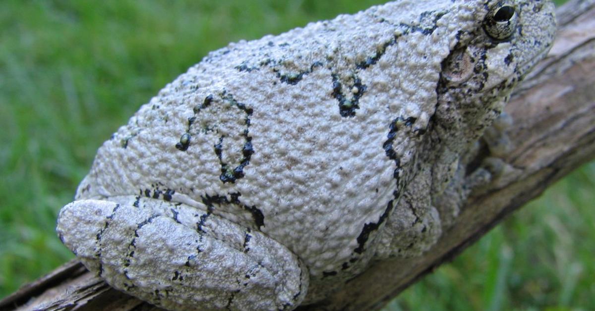 A beautiful representation of the Gray Tree Frog, scientifically Hyla versicolor.