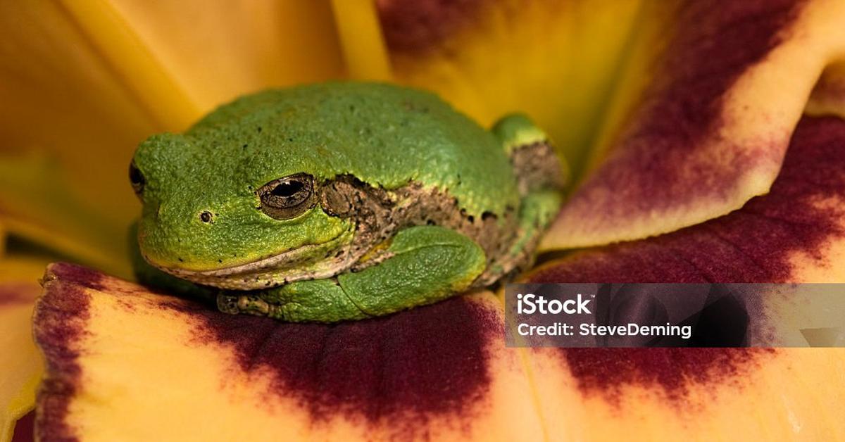 Dynamic image of the Gray Tree Frog, popularly known in Indonesia as Katak Pohon Abu-abu.