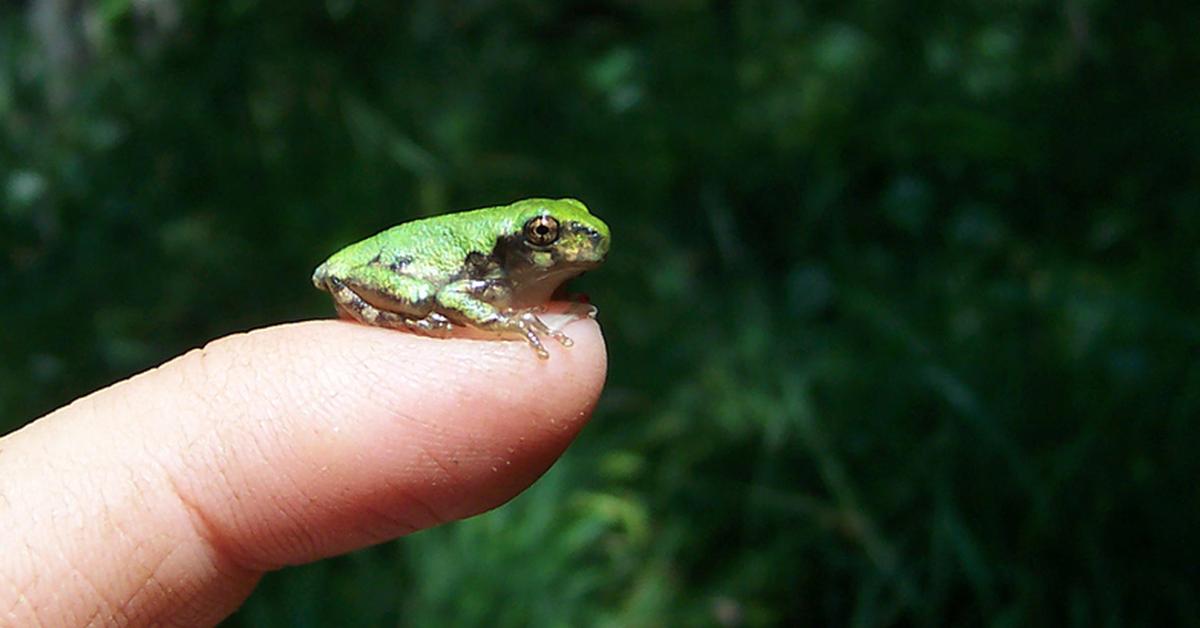 Stunning depiction of Gray Tree Frog, also referred to as Hyla versicolor.