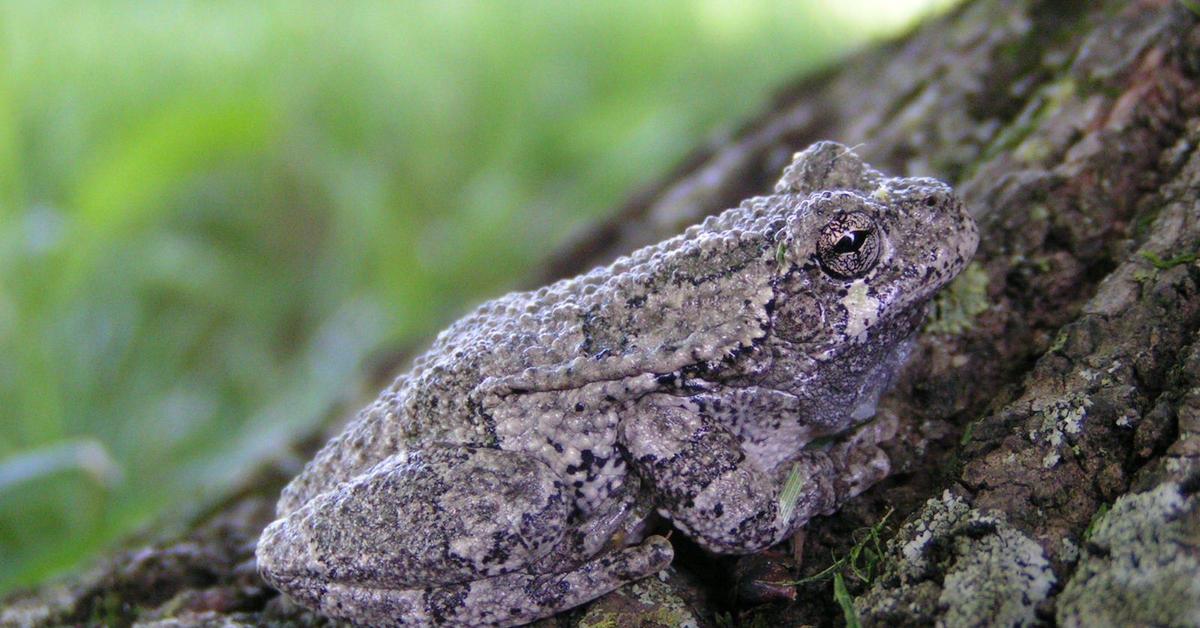 Captivating shot of the Gray Tree Frog, or Katak Pohon Abu-abu in Bahasa Indonesia.