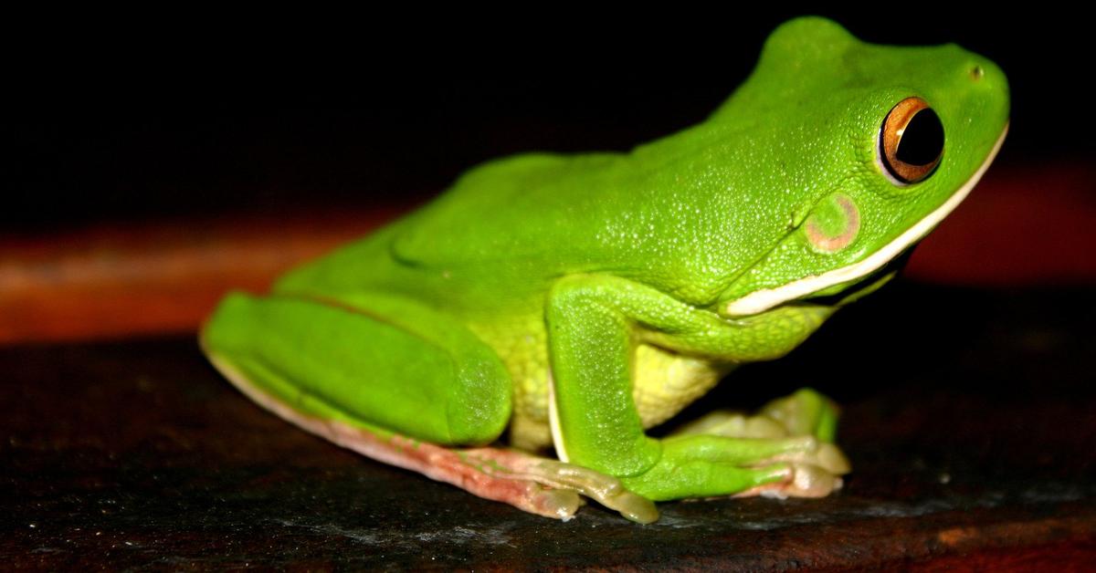 Dynamic image of the Green Frog, popularly known in Indonesia as Katak Hijau.