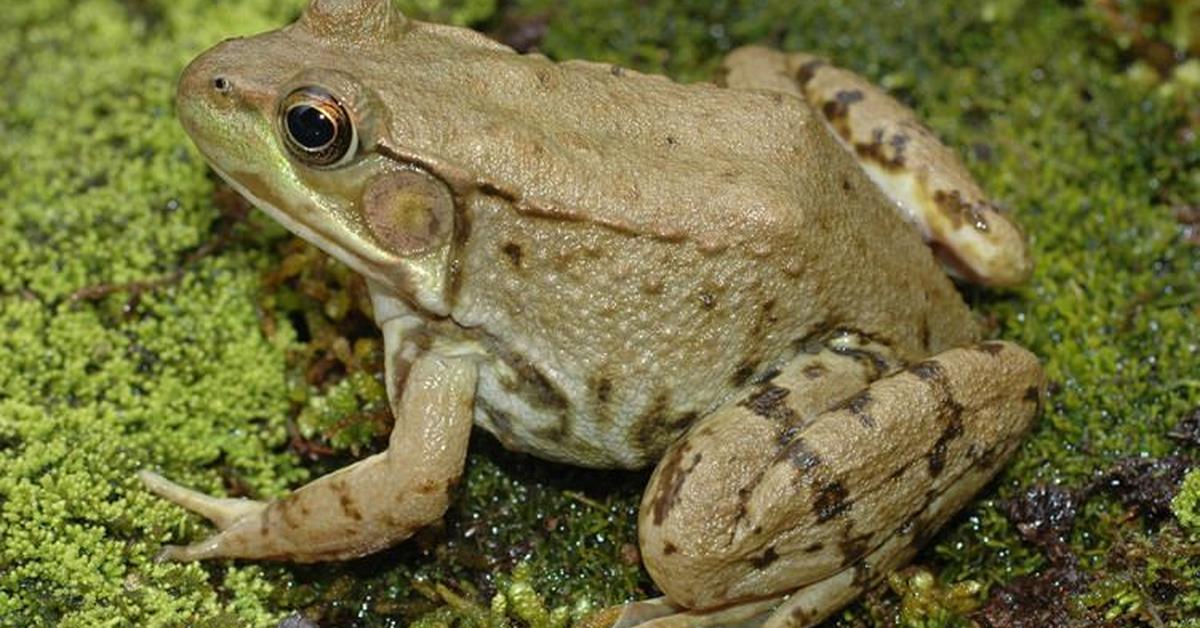 Iconic view of the Green Frog, or Lithobates clamitans, in its habitat.