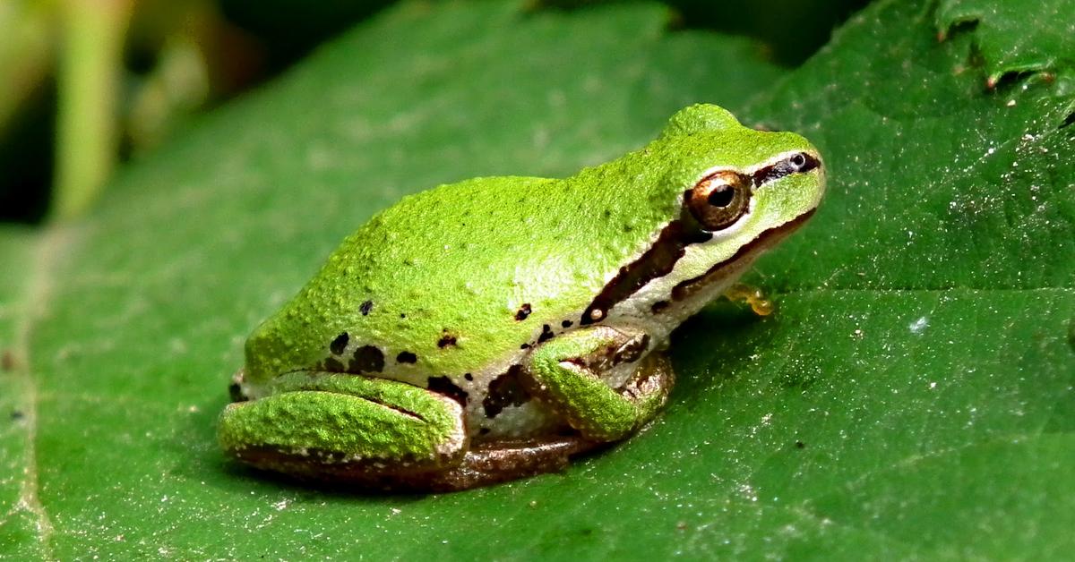 The Green Frog, a beautiful species also known as Katak Hijau in Bahasa Indonesia.