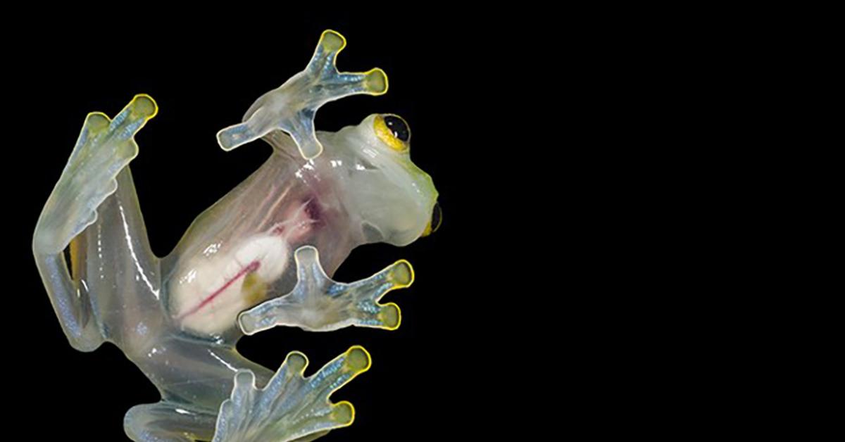 Graceful Glass Frog, a creature with the scientific name Centropyge.