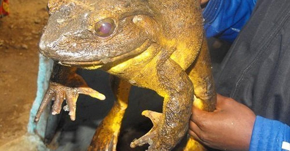 A look at the Goliath Frog, also recognized as Katak Goliath in Indonesian culture.