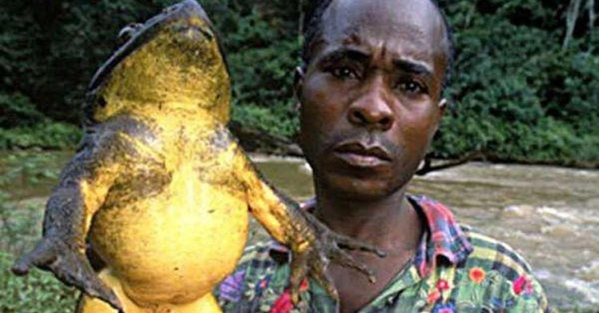 Captivating shot of the Goliath Frog, or Katak Goliath in Bahasa Indonesia.