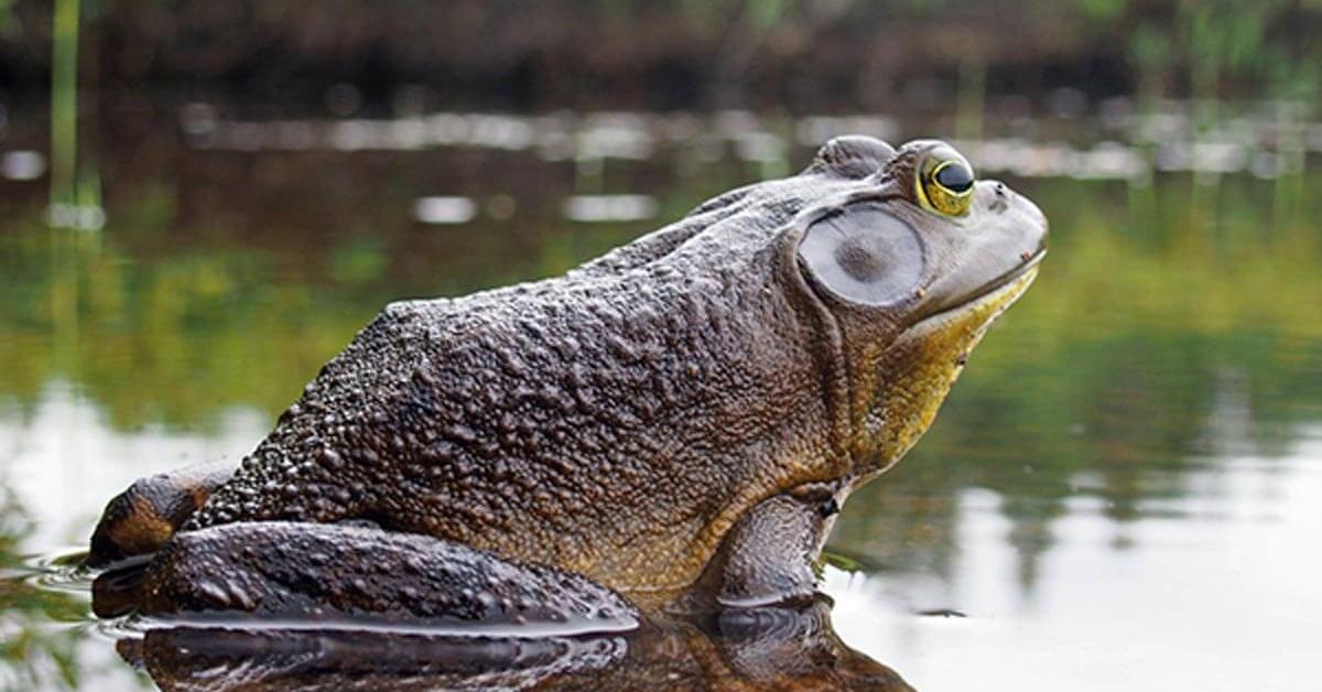 Splendid image of the Goliath Frog, with the scientific name Conraua goliath.