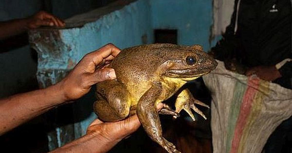 The Goliath Frog, a beautiful species also known as Katak Goliath in Bahasa Indonesia.