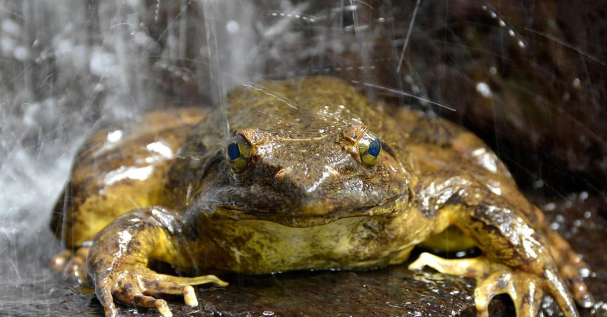 Captured beauty of the Goliath Frog, or Conraua goliath in the scientific world.