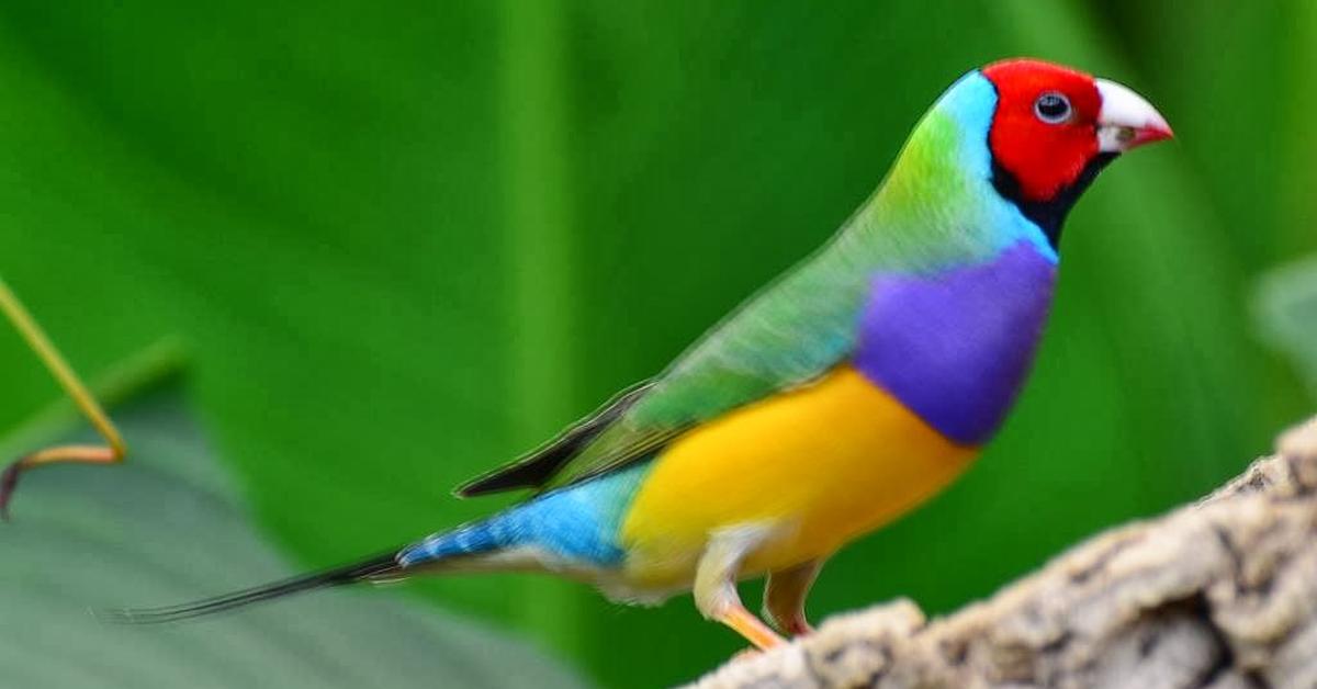 Glimpse of the Gouldian Finch, known in the scientific community as Erythrura gouldiae.