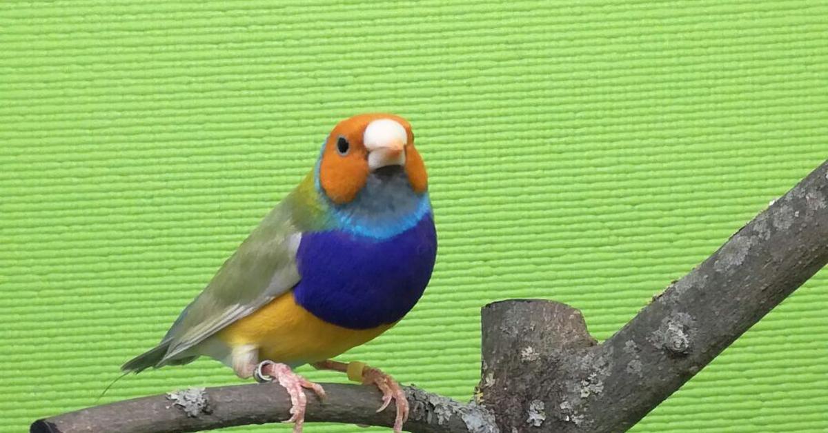 Splendid image of the Gouldian Finch, with the scientific name Erythrura gouldiae.