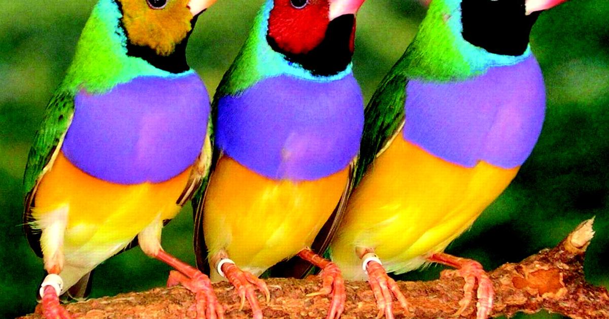 The elegant Gouldian Finch (Erythrura gouldiae), a marvel of nature.