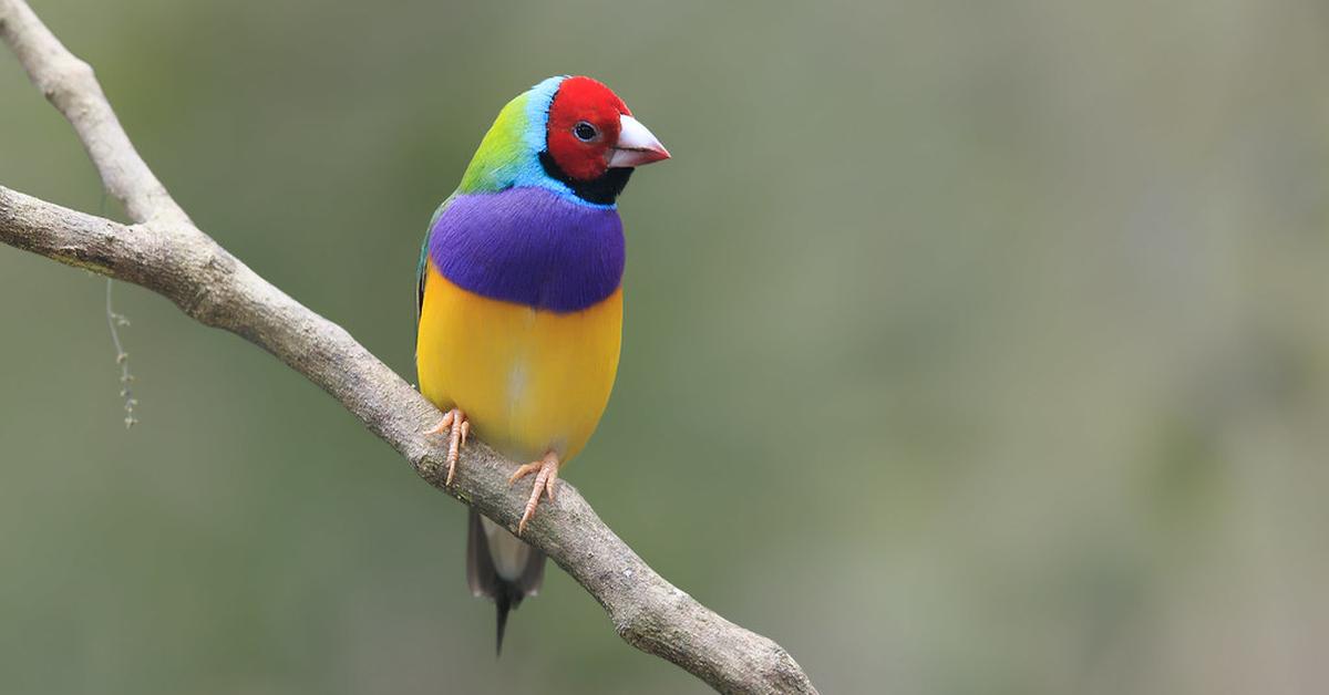 Snapshot of the intriguing Gouldian Finch, scientifically named Erythrura gouldiae.