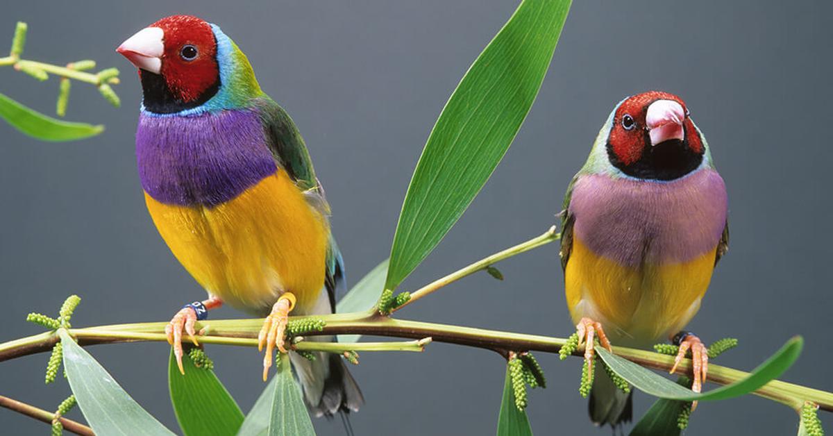 Captured moment of the Gouldian Finch, in Indonesia known as Burung Finch Gouldian.