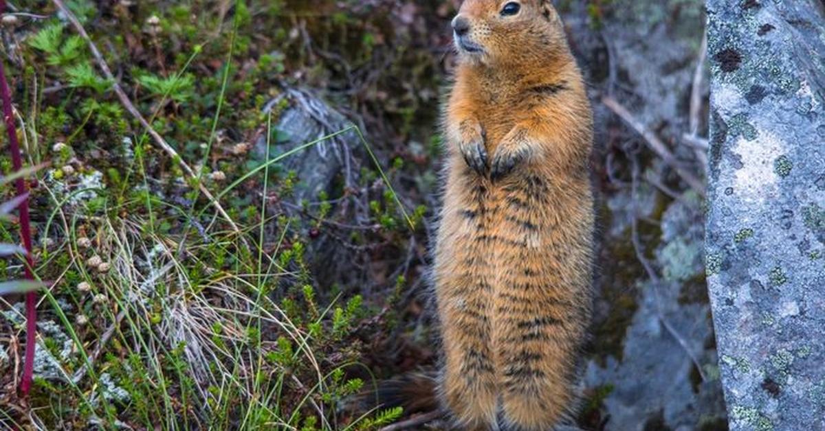 Enchanting Ground Squirrel, a species scientifically known as Marmotini.