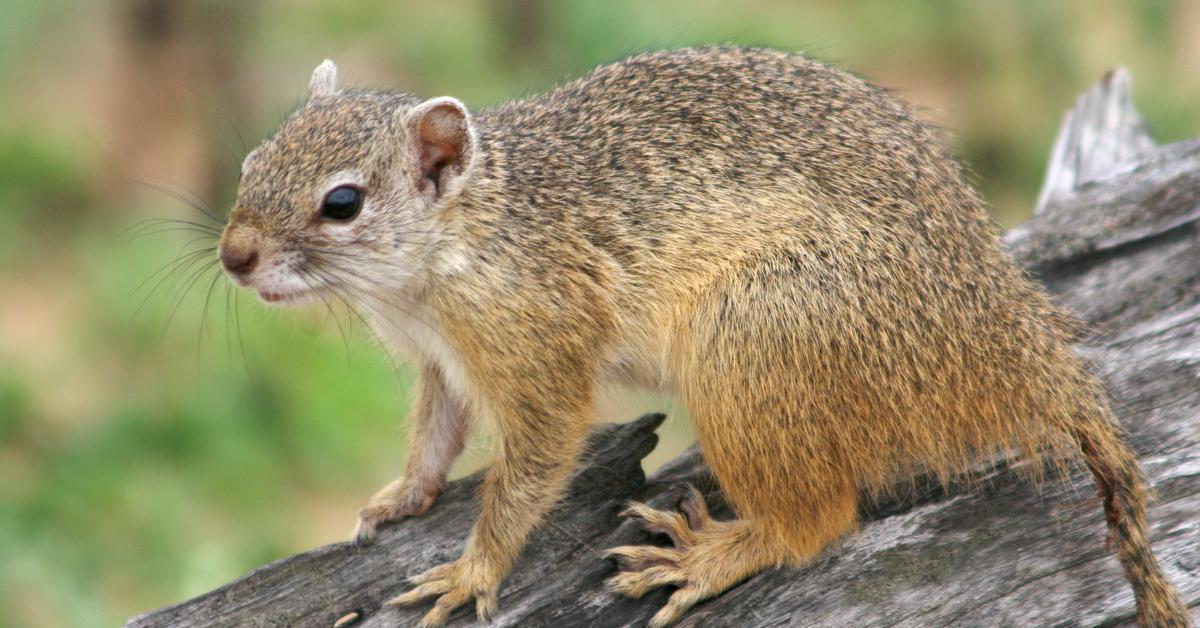 The remarkable Ground Squirrel (Marmotini), a sight to behold.