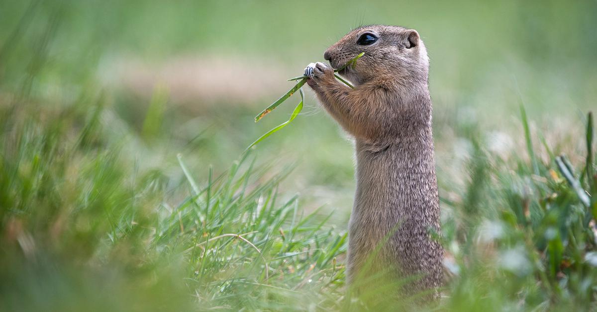 Exquisite image of Ground Squirrel, in Indonesia known as Tupai Tanah.