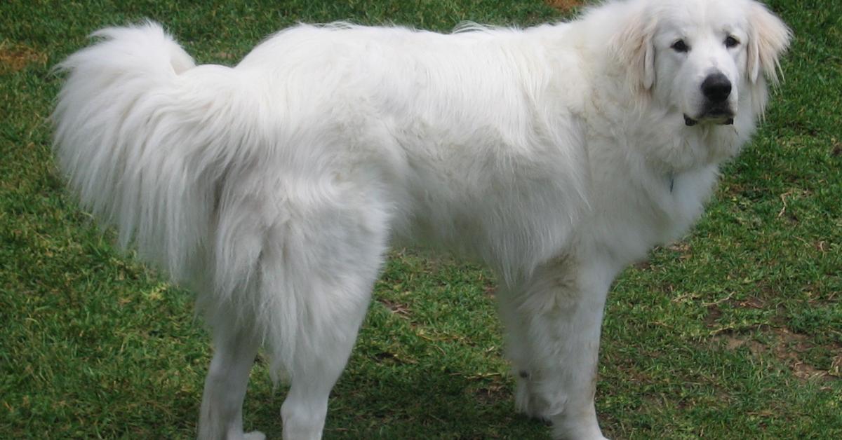 Elegant portrayal of the Great Pyrenees, also known as Canis lupus.