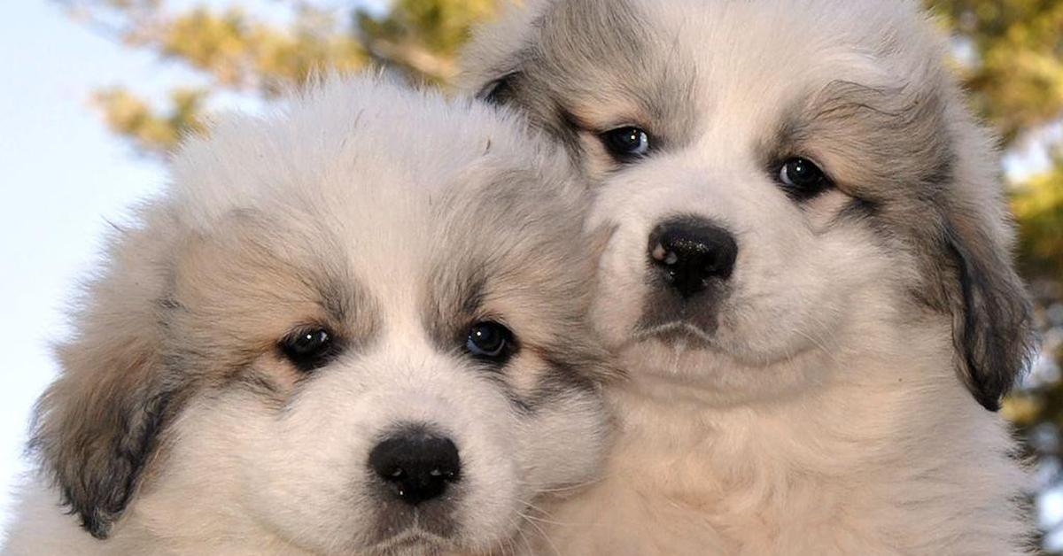 The remarkable Great Pyrenees (Canis lupus), a sight to behold.