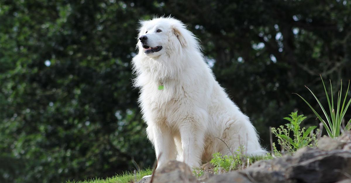 Portrait of a Great Pyrenees, a creature known scientifically as Canis lupus.