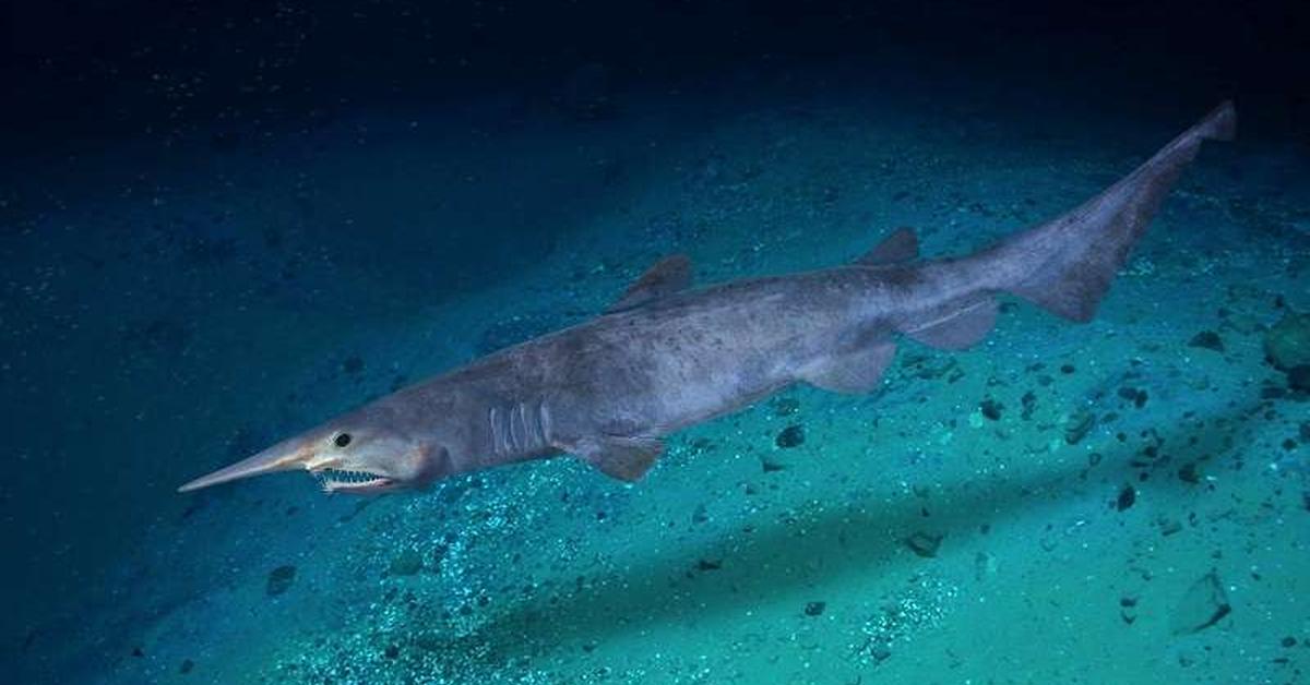 Captured elegance of the Goblin Shark, known in Indonesia as Hiu Goblin.