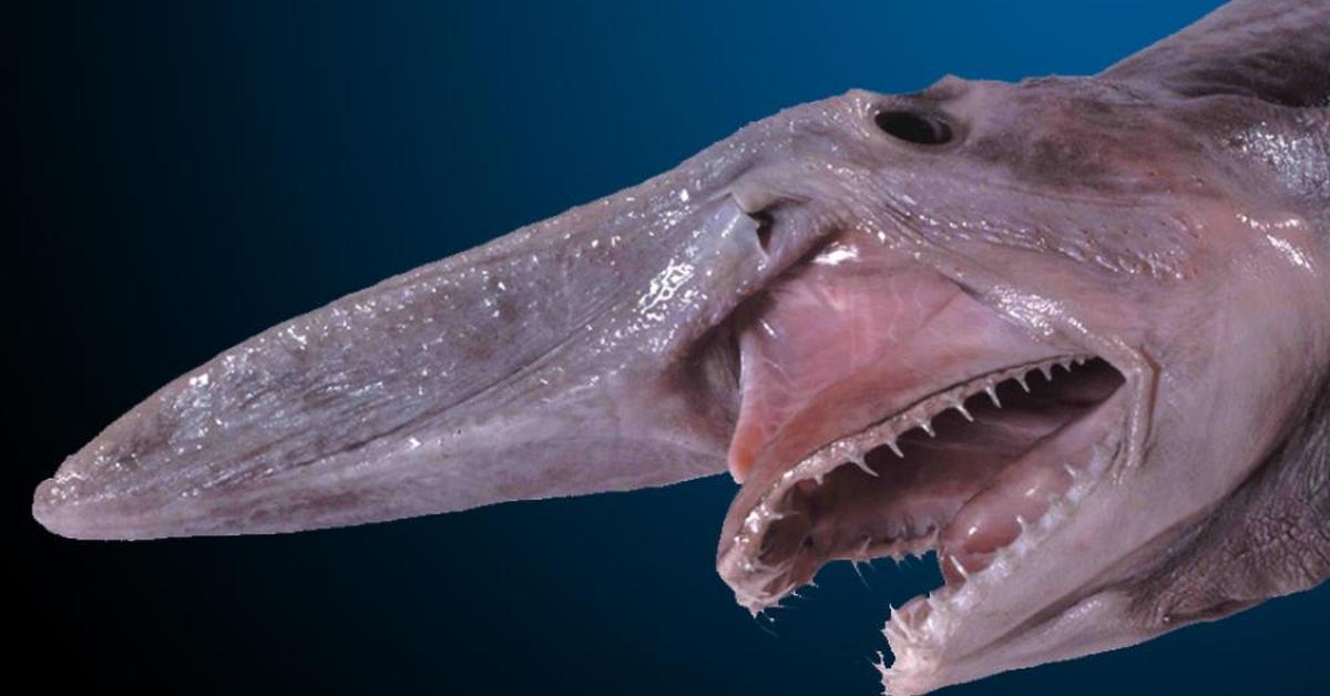 Close encounter with the Goblin Shark, scientifically called Mitsukurina owstoni.