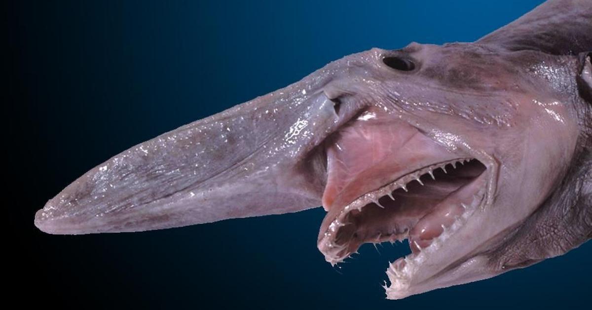 Striking appearance of the Goblin Shark, known in scientific circles as Mitsukurina owstoni.