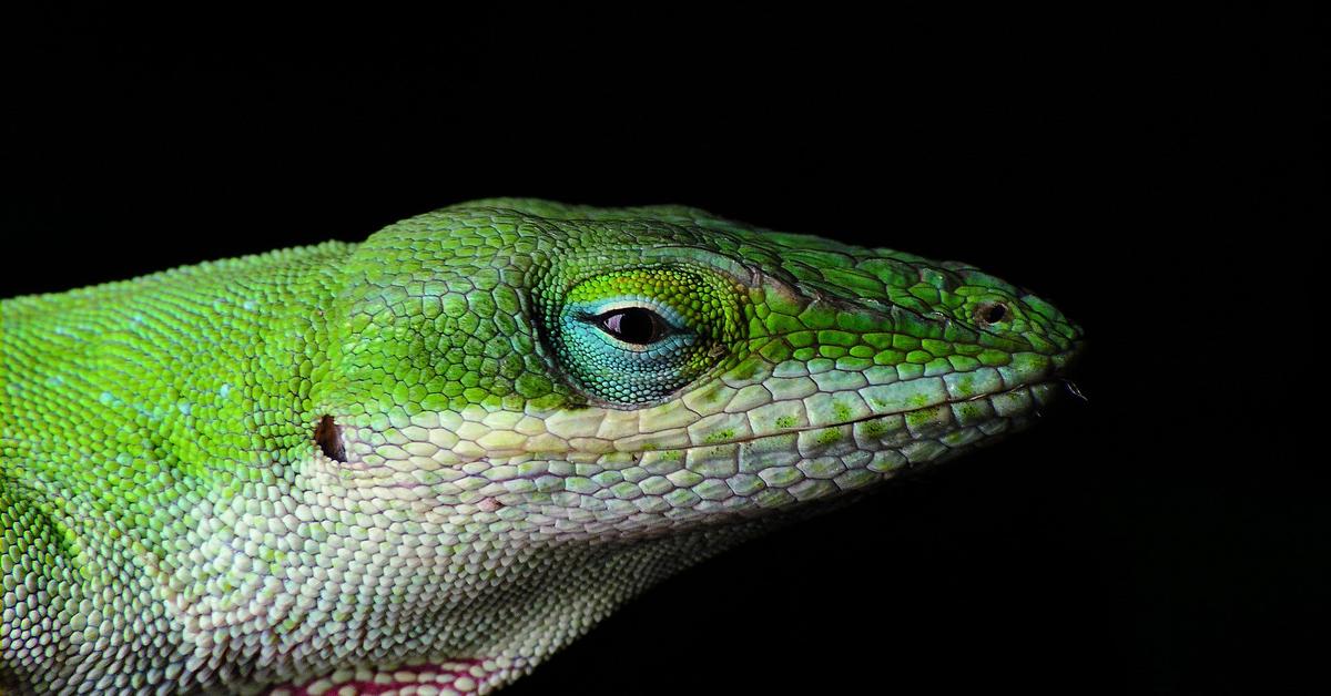 Stunning image of the Green Anole (Anolis carolinensis), a wonder in the animal kingdom.