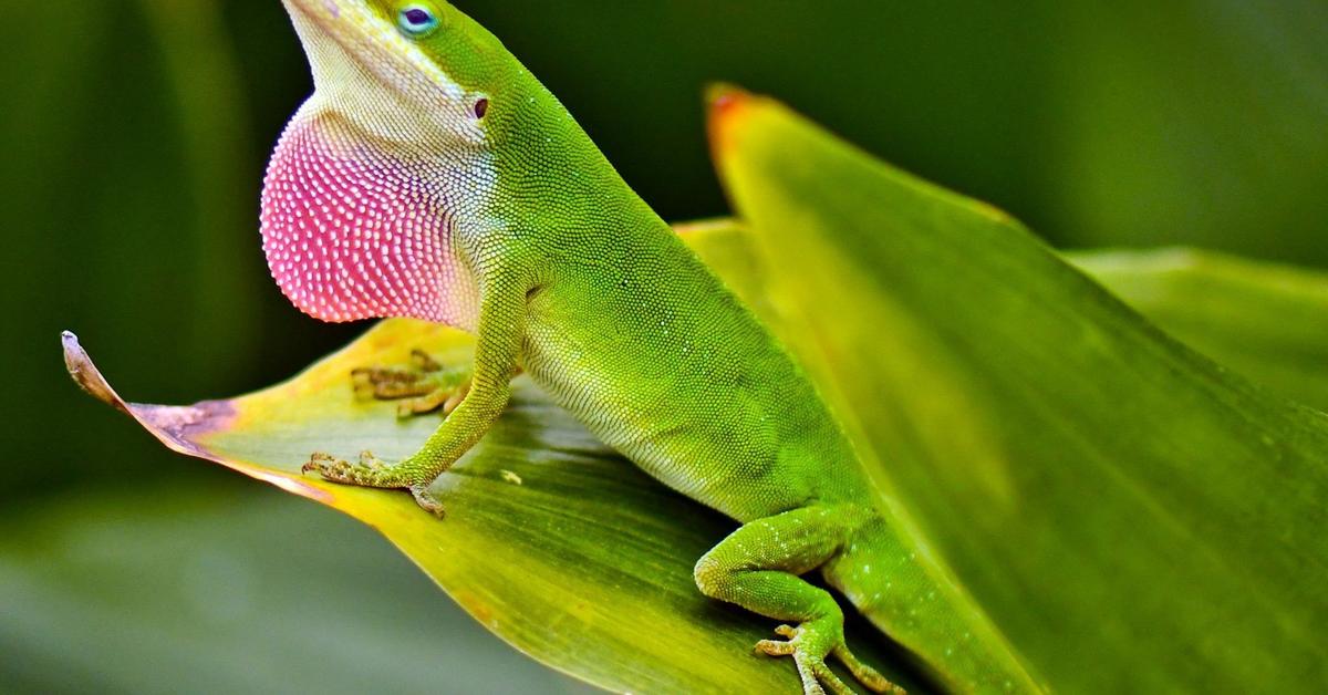 Vivid image of the Green Anole, or Kadal Hijau in Indonesian context.