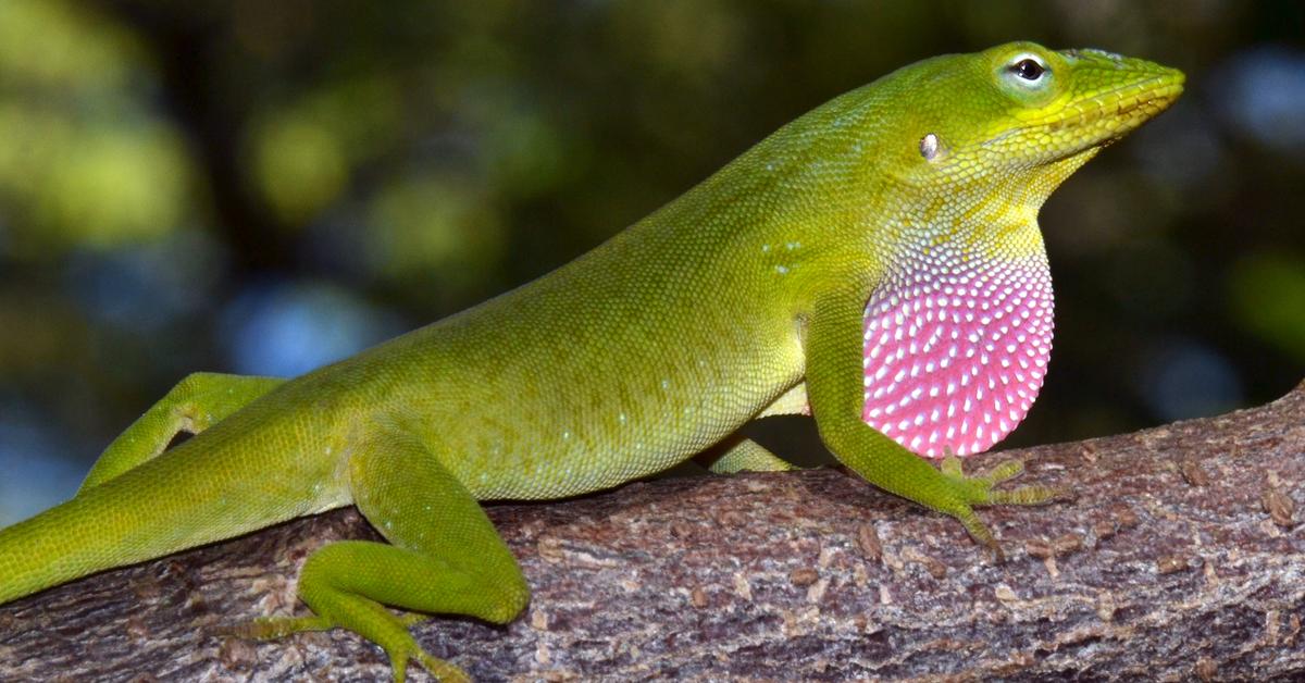 Charming view of the Green Anole, in Indonesia referred to as Kadal Hijau.