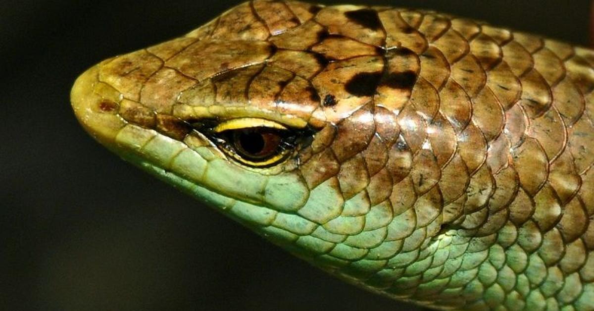 Graceful Green Anole, a creature with the scientific name Anolis carolinensis.