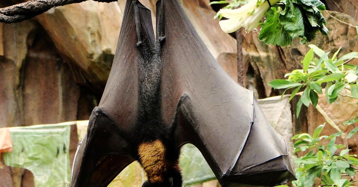 The alluring Golden-Crowned Flying Fox, commonly referred to as Kelelawar Terbang Mahkota Emas in Bahasa Indonesia.