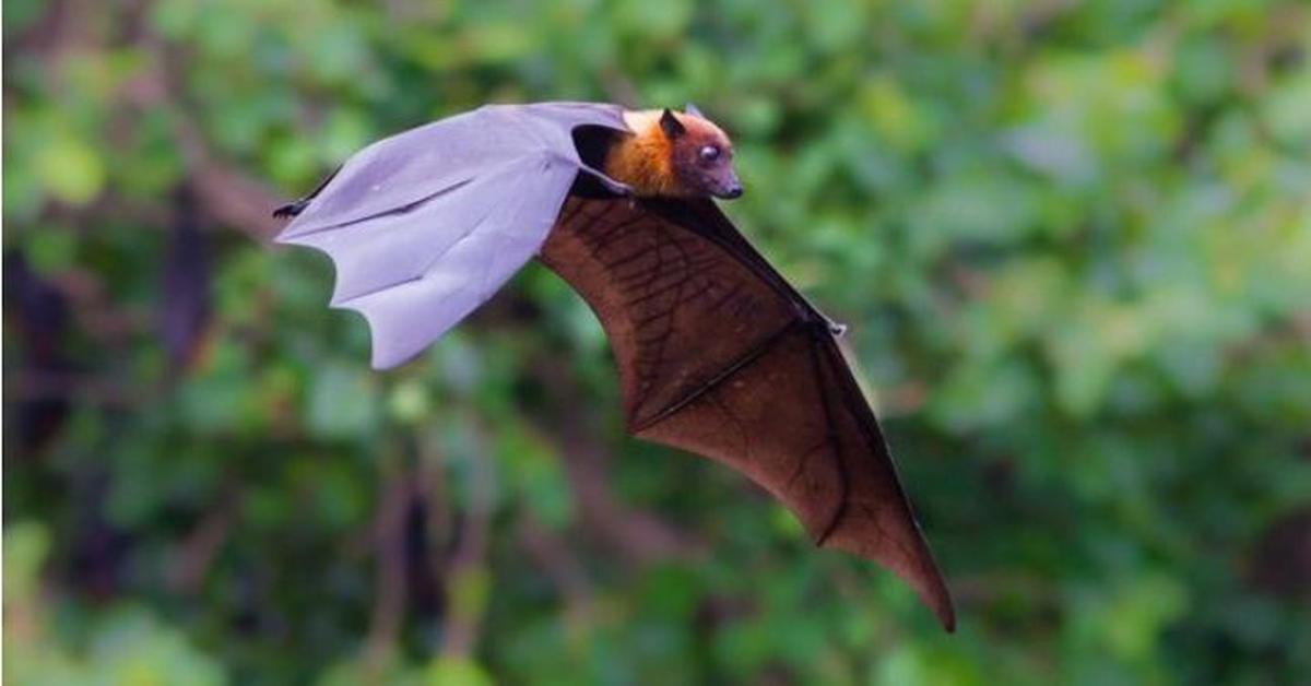 Captivating presence of the Golden-Crowned Flying Fox, a species called Acerodon jubatus.