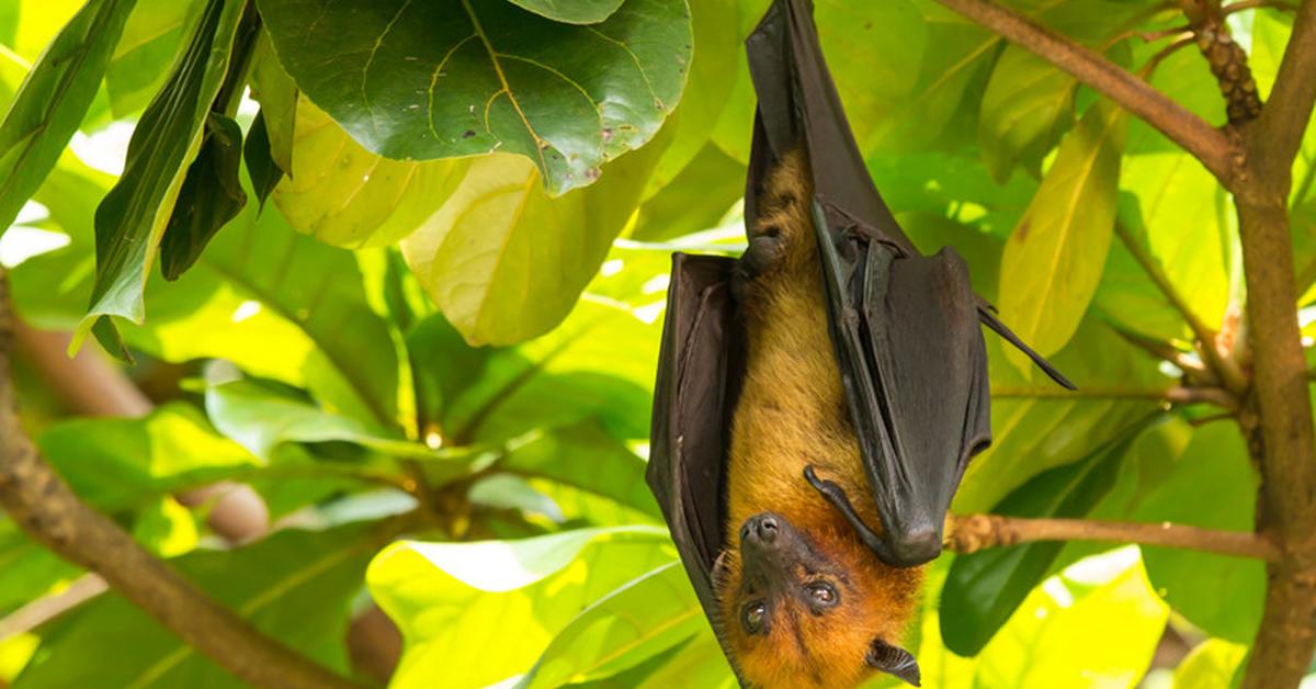 Vivid image of the Golden-Crowned Flying Fox, or Kelelawar Terbang Mahkota Emas in Indonesian context.