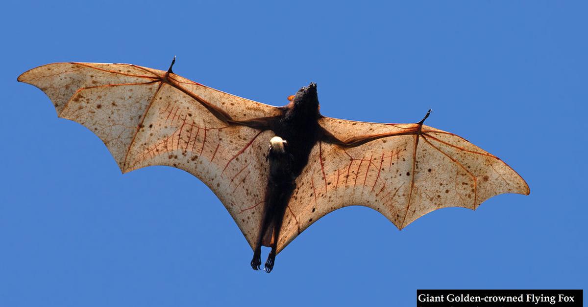 Detailed shot of the Golden-Crowned Flying Fox, or Acerodon jubatus, in its natural setting.