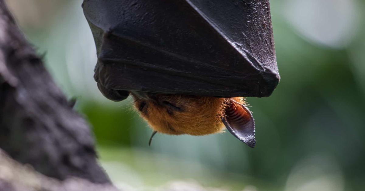 Captured beauty of the Golden-Crowned Flying Fox, or Acerodon jubatus in the scientific world.