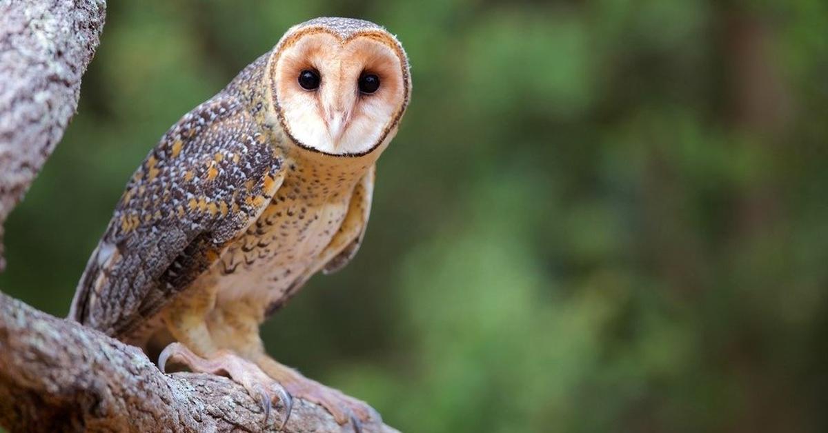 Captured beauty of the Golden Masked Owl, or Tyto aurantia in the scientific world.