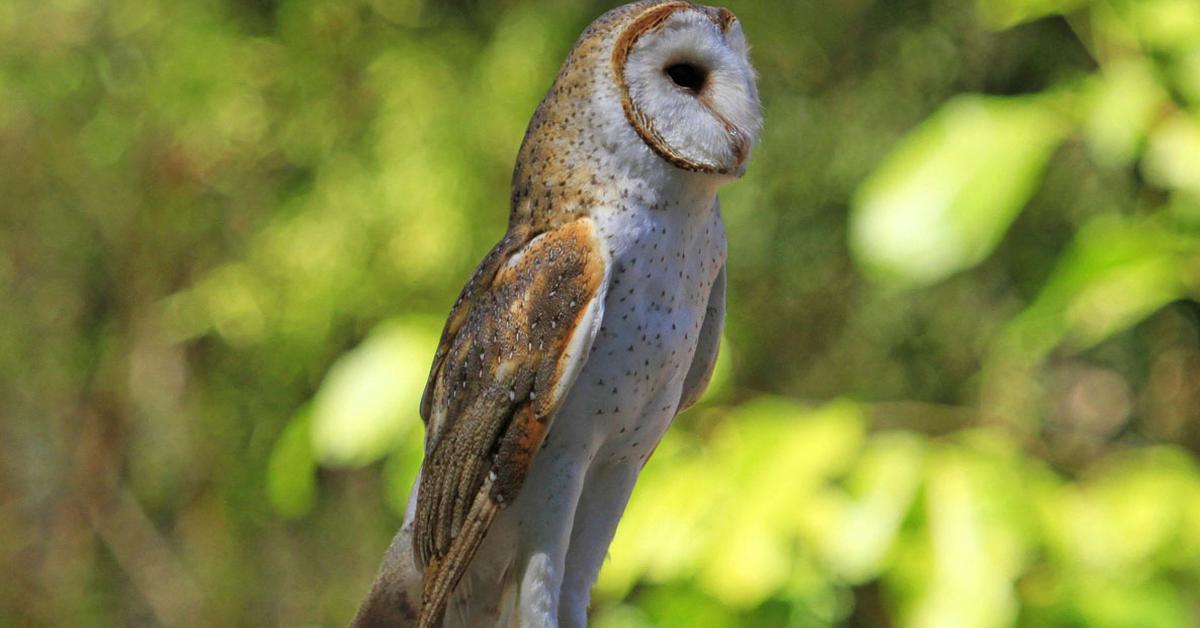 The elegant Golden Masked Owl (Tyto aurantia), a marvel of nature.