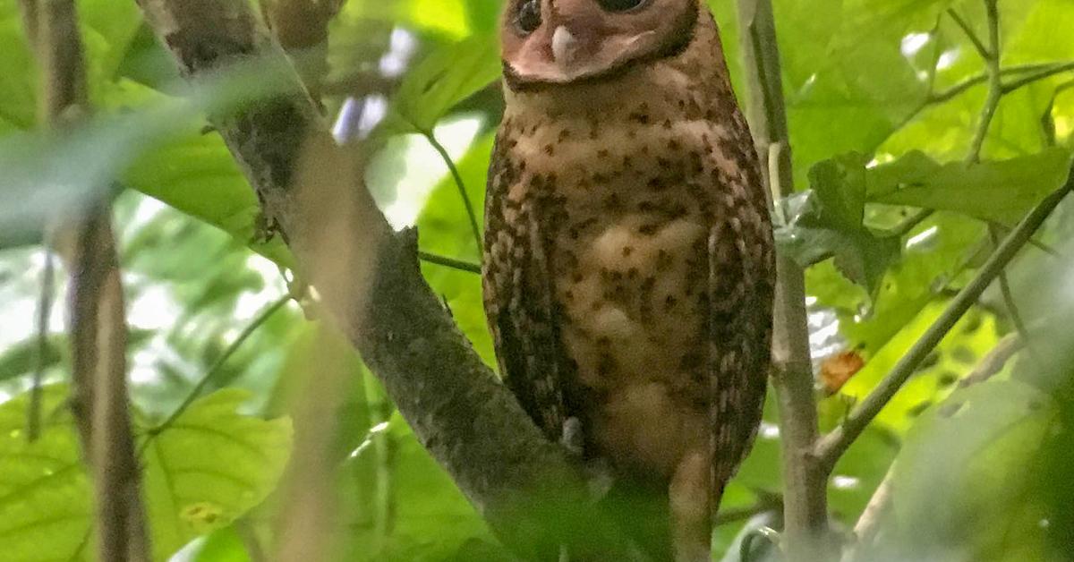 Close encounter with the Golden Masked Owl, scientifically called Tyto aurantia.