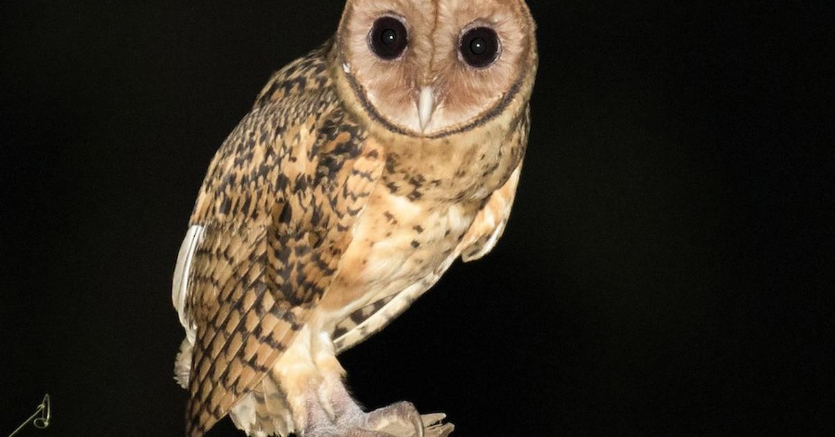 Photographic depiction of the unique Golden Masked Owl, locally called Burung Hantu Berwajah Emas.