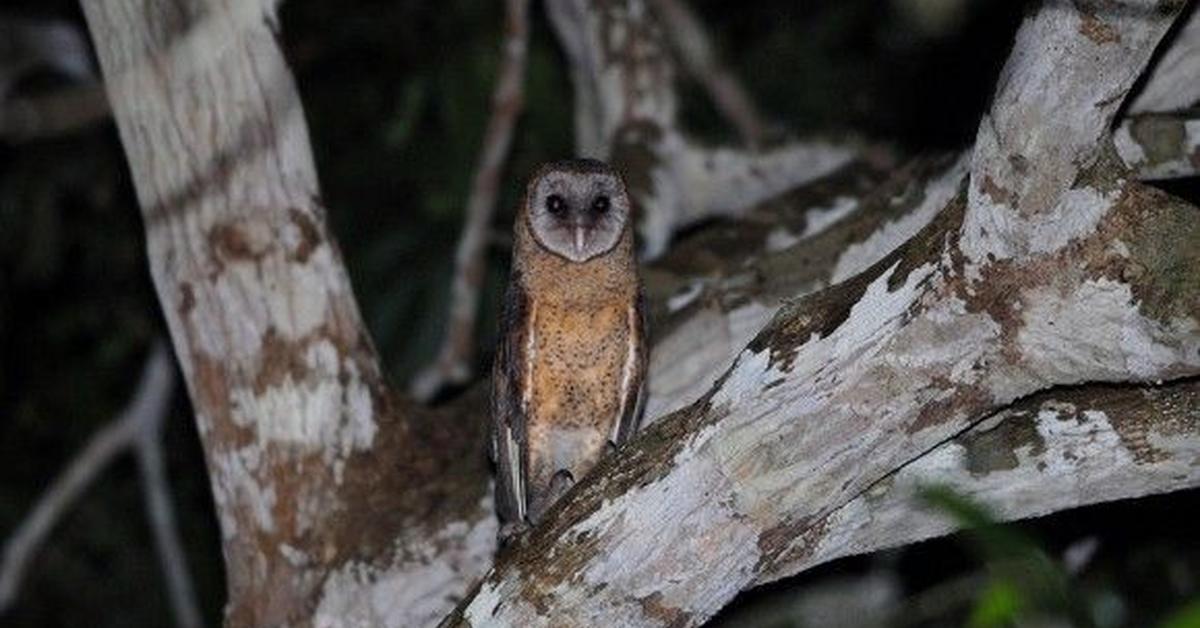 The fascinating Golden Masked Owl, scientifically known as Tyto aurantia.