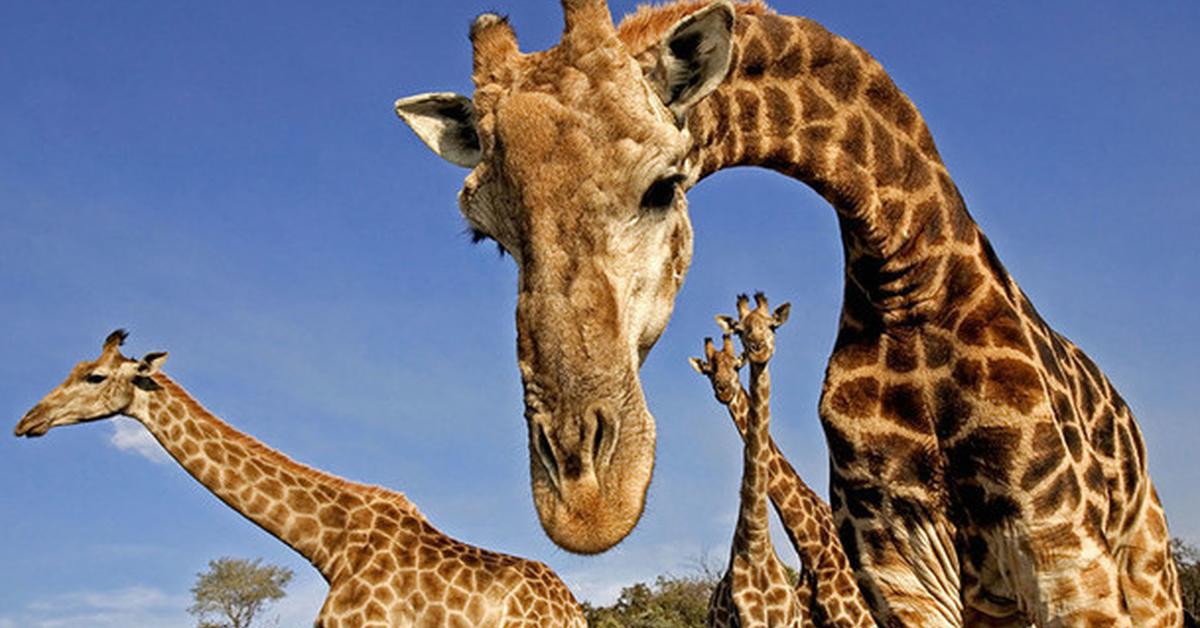 The remarkable Giraffe (Giraffa camelopardalis), a sight to behold.