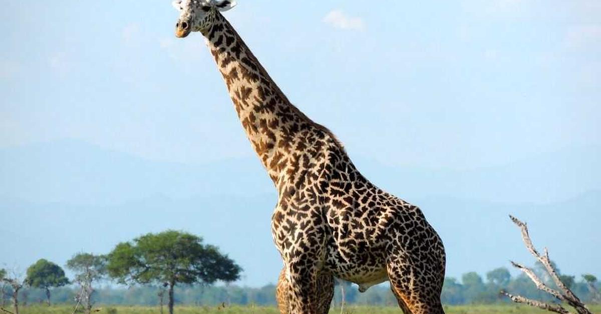 Glimpse of the Giraffe, known in the scientific community as Giraffa camelopardalis.