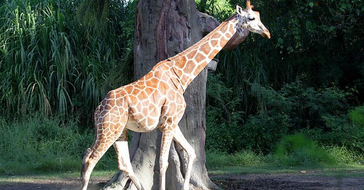 The Giraffe, an example of Giraffa camelopardalis, in its natural environment.